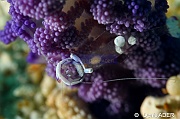 Periclimenes magnificus-Liwutonkidi Island 2-22m-20180604-Denis-ADER-DSC_3984_tn